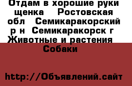 Отдам в хорошие руки щенка. - Ростовская обл., Семикаракорский р-н, Семикаракорск г. Животные и растения » Собаки   